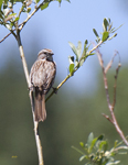 Song Sparrow 0492